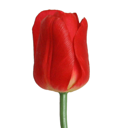 Tulpe 63 cm rot