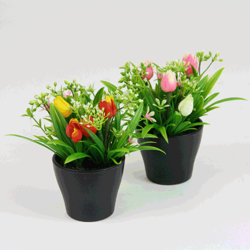 Tulpen im Topf 13 cm sort. gelb/pink