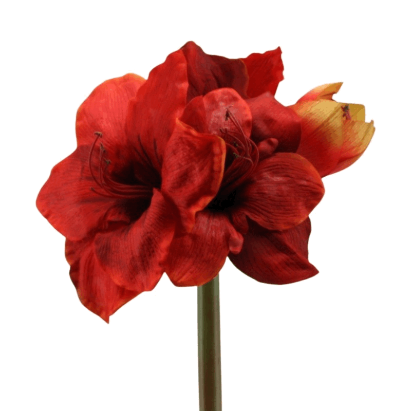 Amaryllis x 4,  65 cm rot