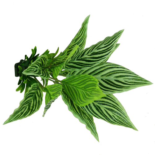 Moosbildstecker Calatheapflanze 24 cm grün